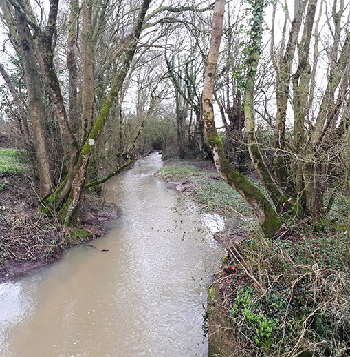 La ripisylve est l’ensemble de la végétation située à proximité des cours d’eau