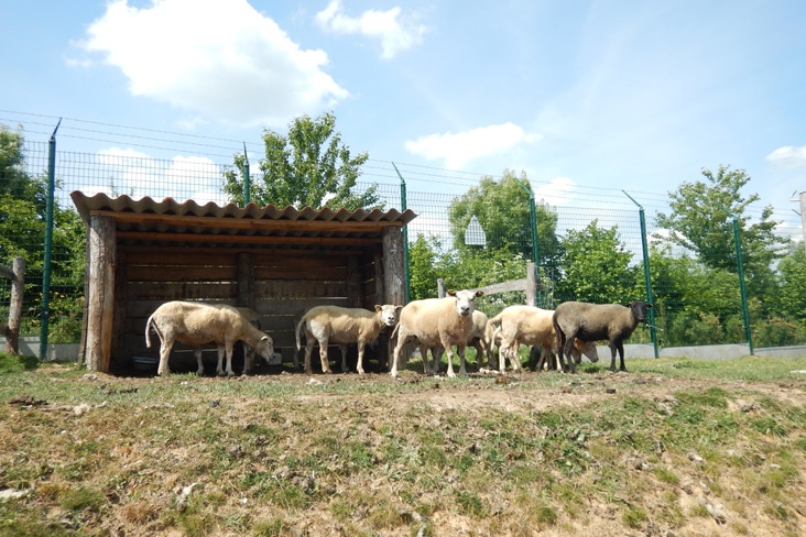 Entretien des espaces verts par les moutons