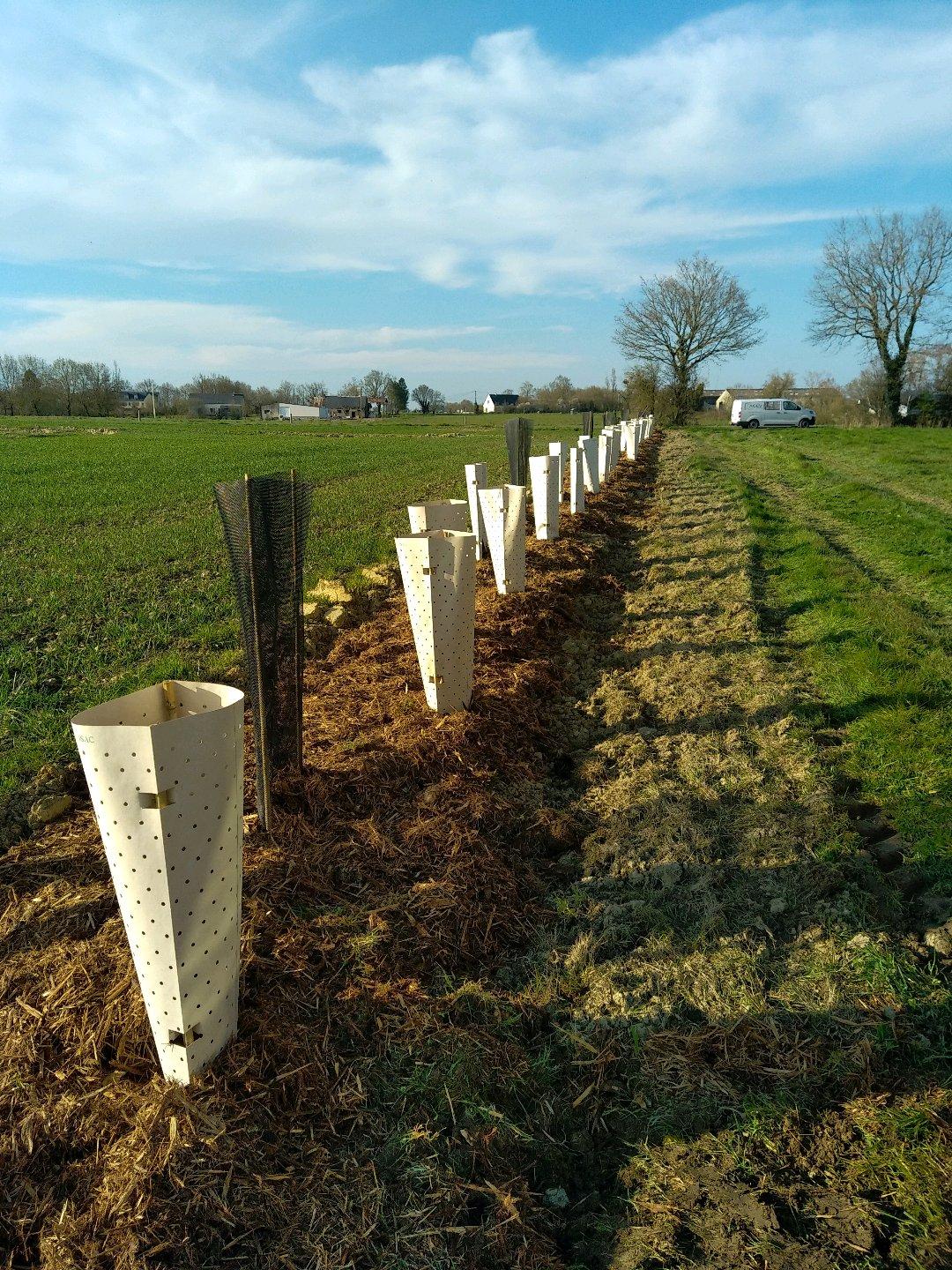 plantation de haies