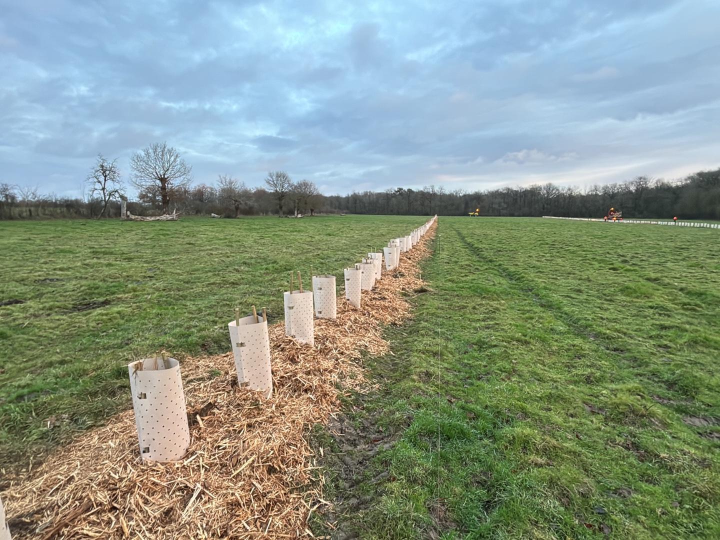 Plantation Cholet 2024-2025